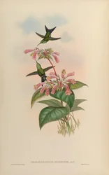 Smaragdochrysis iridescens